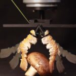 Can we finally ‘e-RAIS’ the threat of sonic deepfaking?